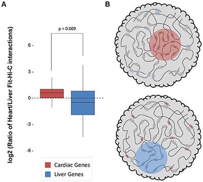 Spatial Principles of Chromatin Architecture Associated With Organ-Specific Gene Regulation